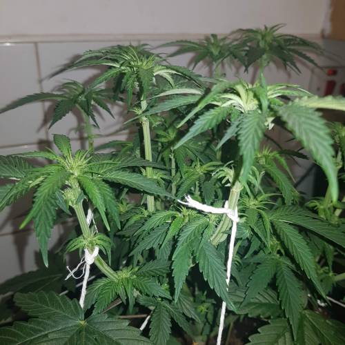 Death by gasolato udgenetics . Week 7