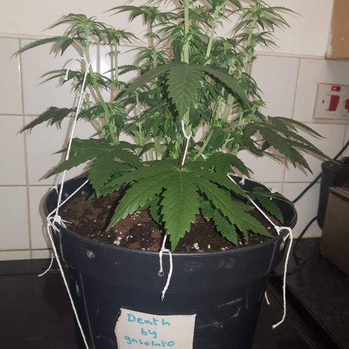 Death by gasolato udgenetics . Week 7