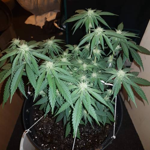 Death by gasolato udgenetics . Week 8