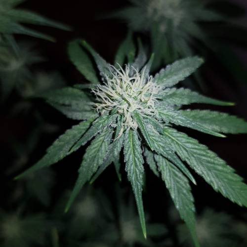 Death by gasolato udgenetics . Week 9