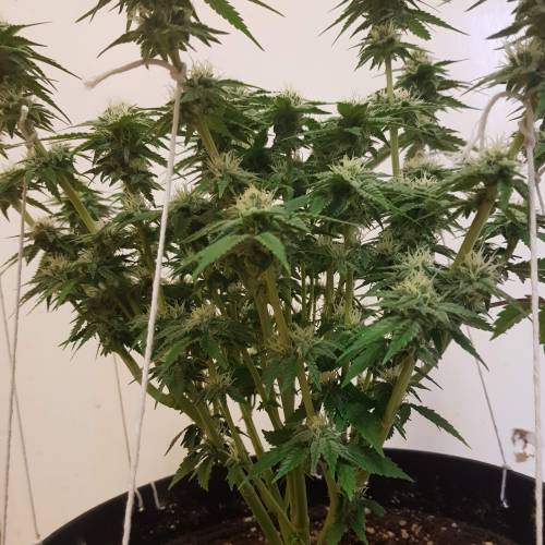 Death by gasolato udgenetics . Week 10