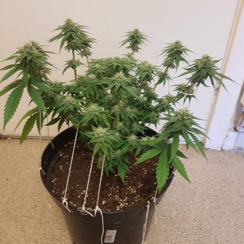 Death by gasolato udgenetics . Week 10