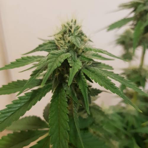 Death by gasolato udgenetics . Week 10