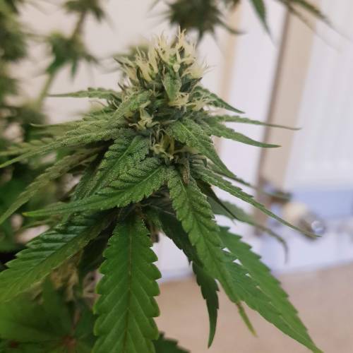 Death by gasolato udgenetics . Week 10