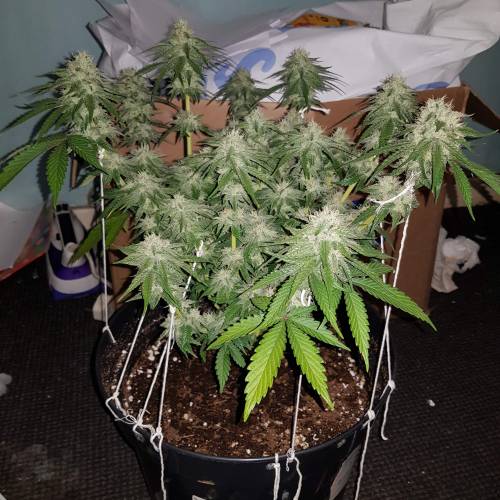 Death by gasolato udgenetics . Week 11
