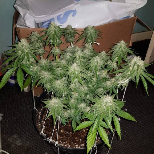 Death by gasolato udgenetics . Week 11