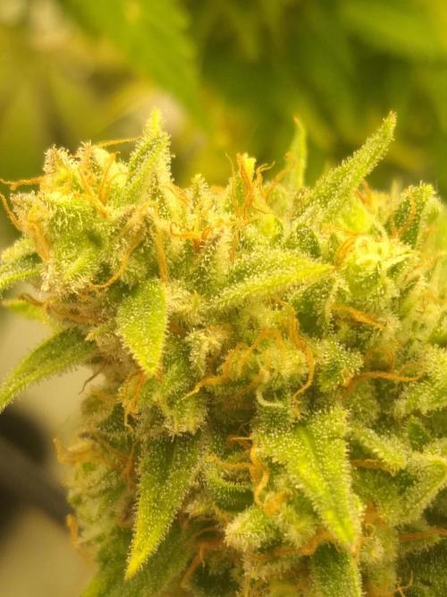 Iced sangria f1. Week 8