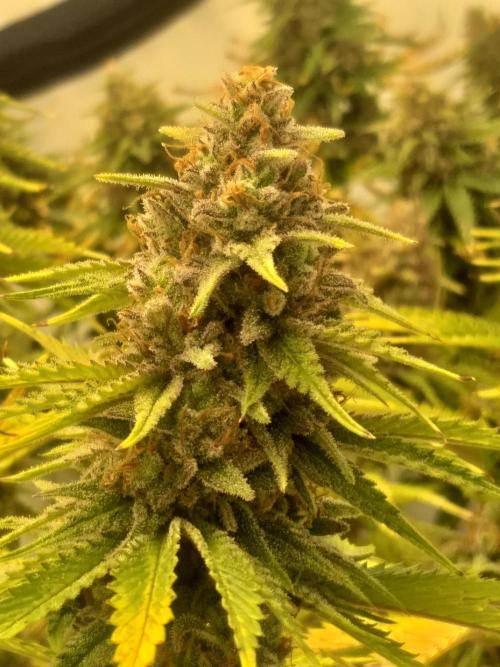 Iced sangria f1. Week 8