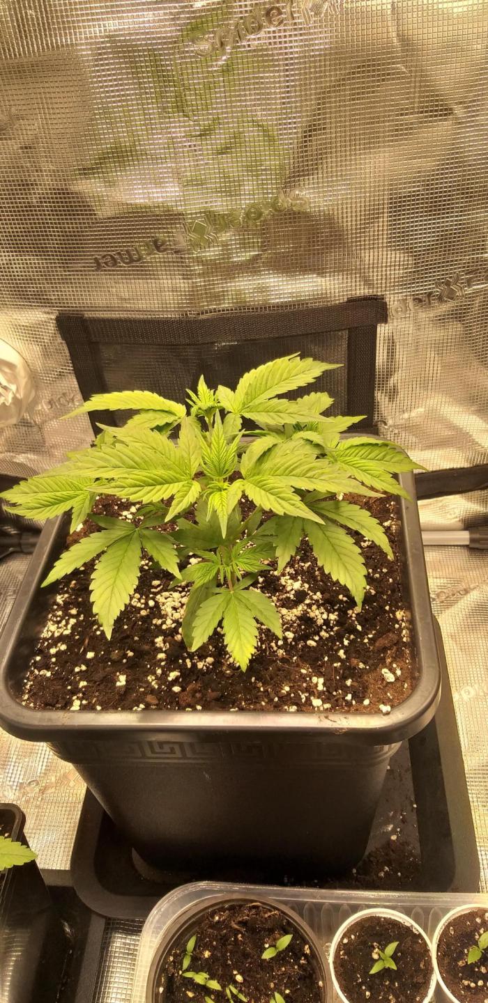Strawberry Gorilla Auto RF3 14 L. Week 4