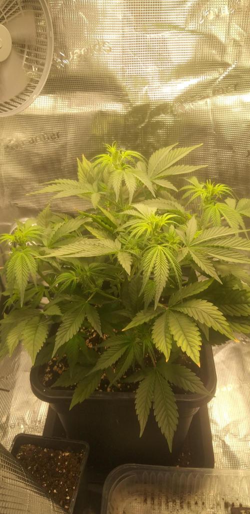 Strawberry Gorilla Auto RF3 14 L. Week 5