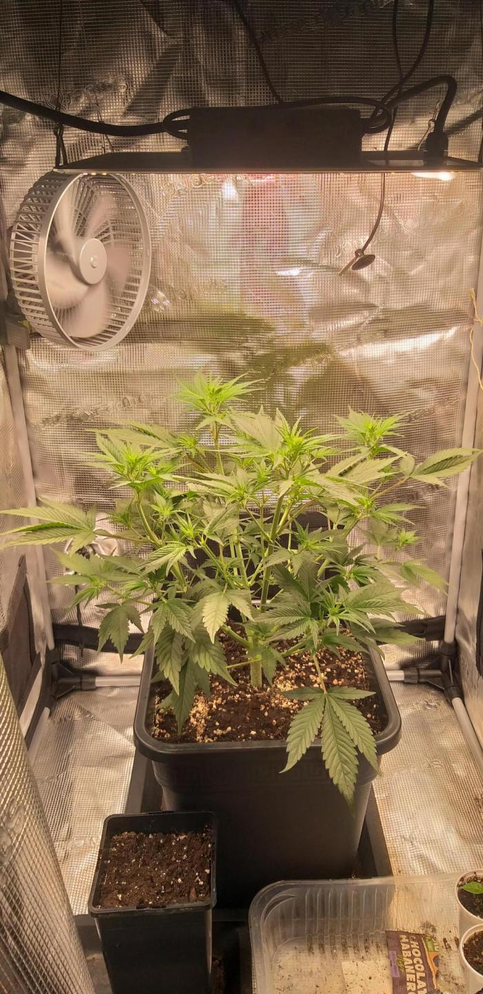 Strawberry Gorilla Auto RF3 14 L. Week 6 - woche 5 nach einer kleinen entlaubung 