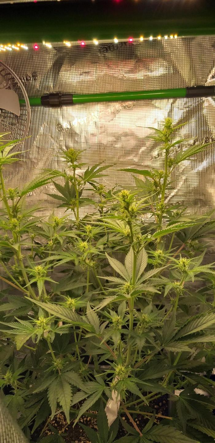 Strawberry Gorilla Auto RF3 14 L. Week 7