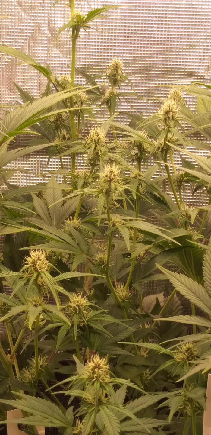 Strawberry Gorilla Auto RF3 14 L. Week 8 - Wk