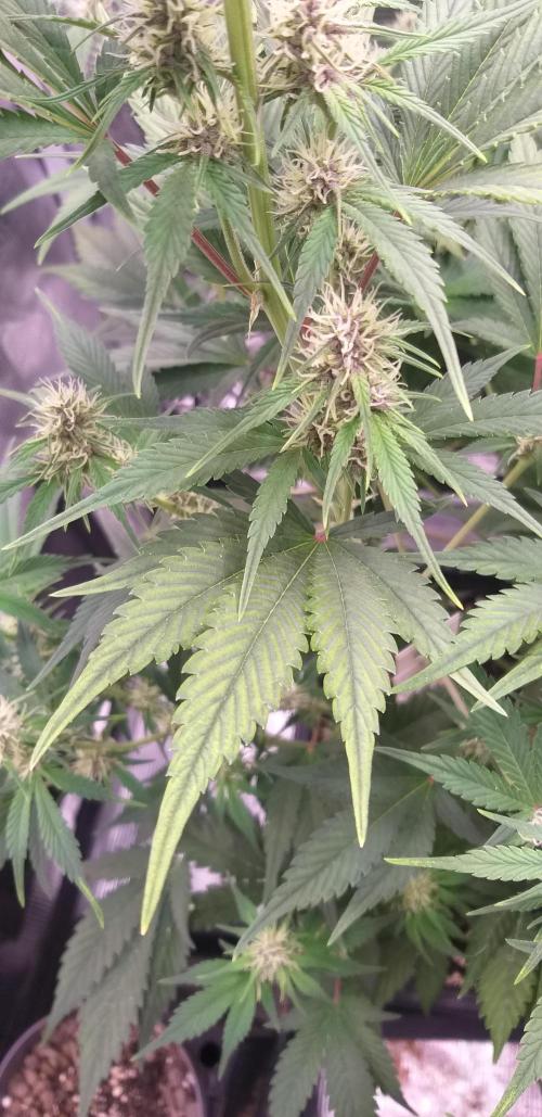 Strawberry Gorilla Auto RF3 14 L. Week 1