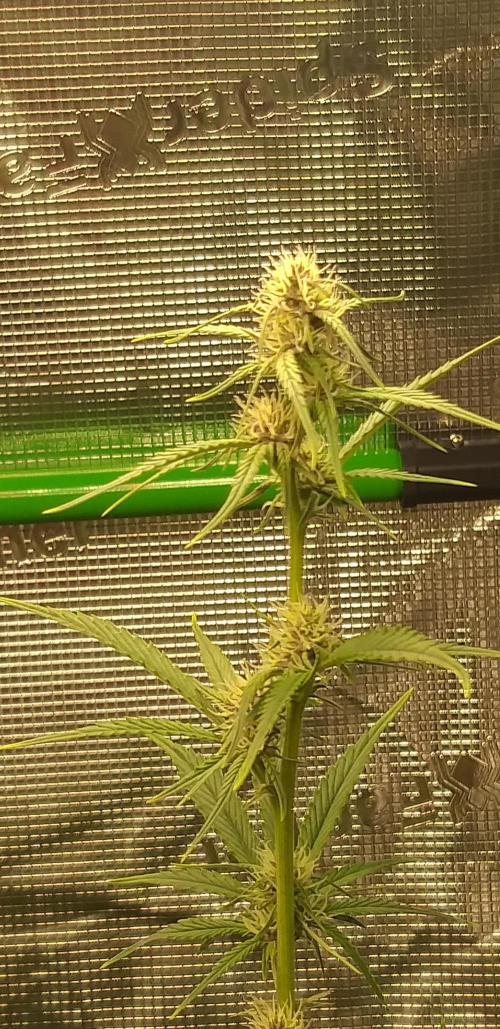 Strawberry Gorilla Auto RF3 14 L. Week 1