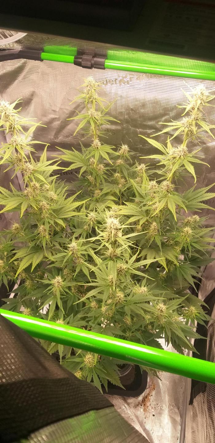 Strawberry Gorilla Auto RF3 14 L. Week 9