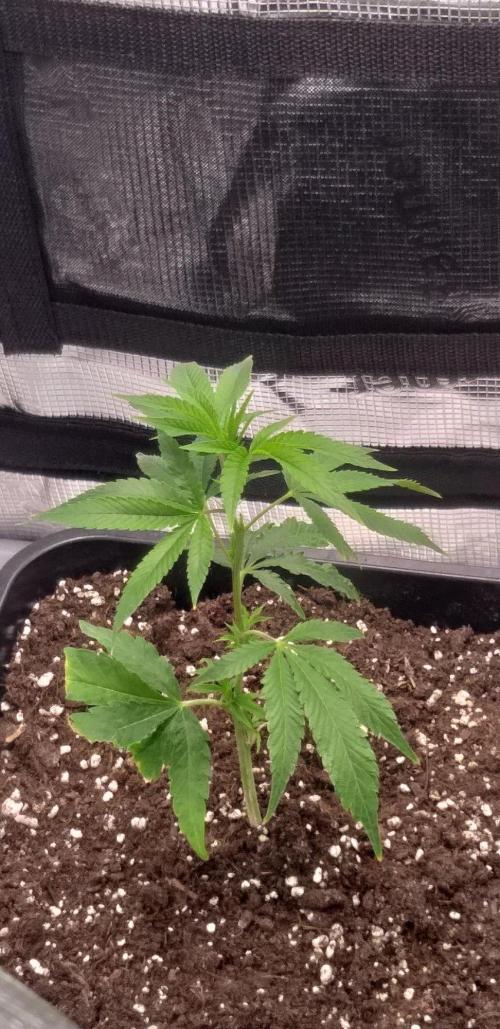 Mimosa x Orange Punch (Cutting). Week 1