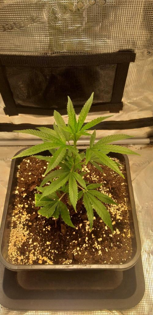 MXOP (Cutting). Week 3