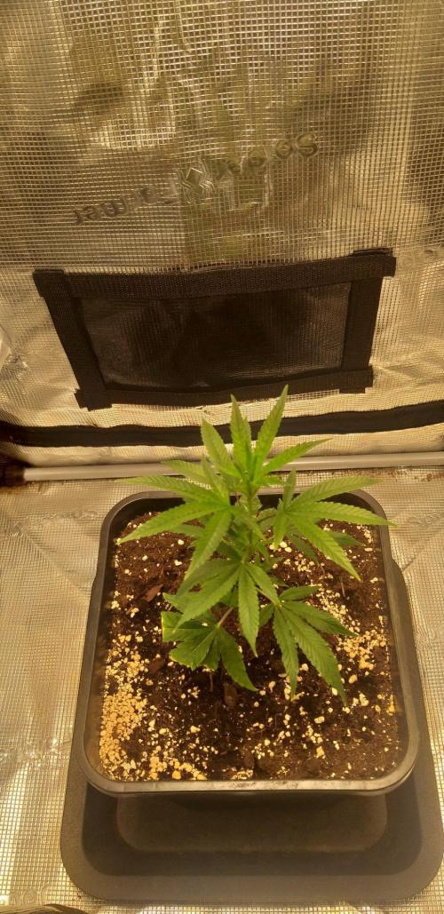MXOP (Cutting). Week 3