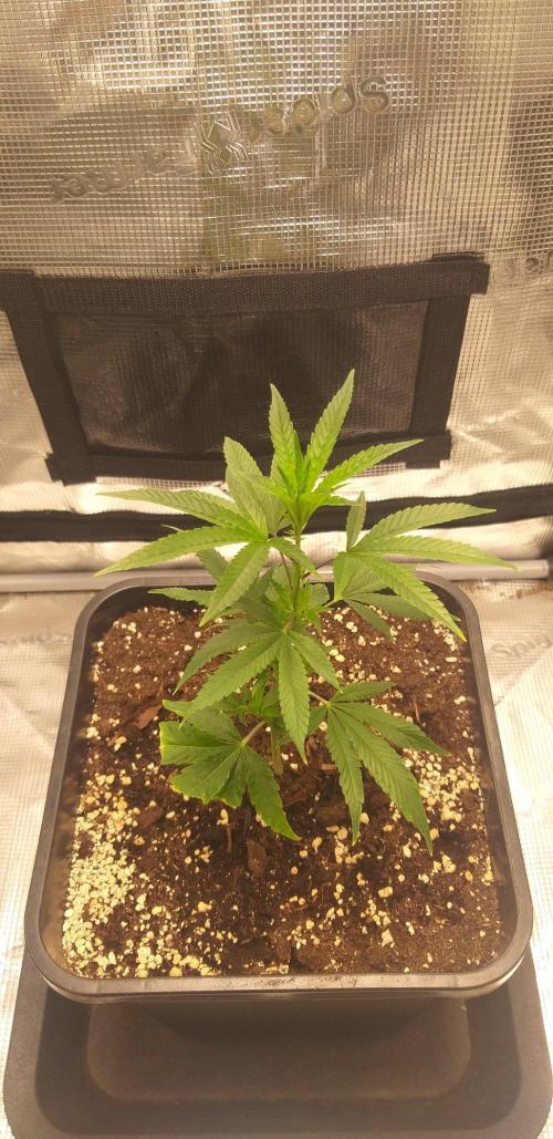 MXOP (Cutting). Week 3