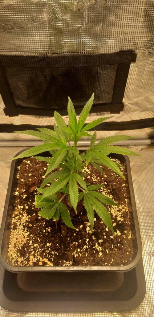 MXOP (Cutting). Week 3