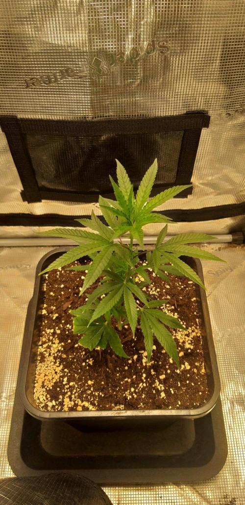 Barney's Farm - Mimosa x Orange Punch by Fabi-GROW-GER