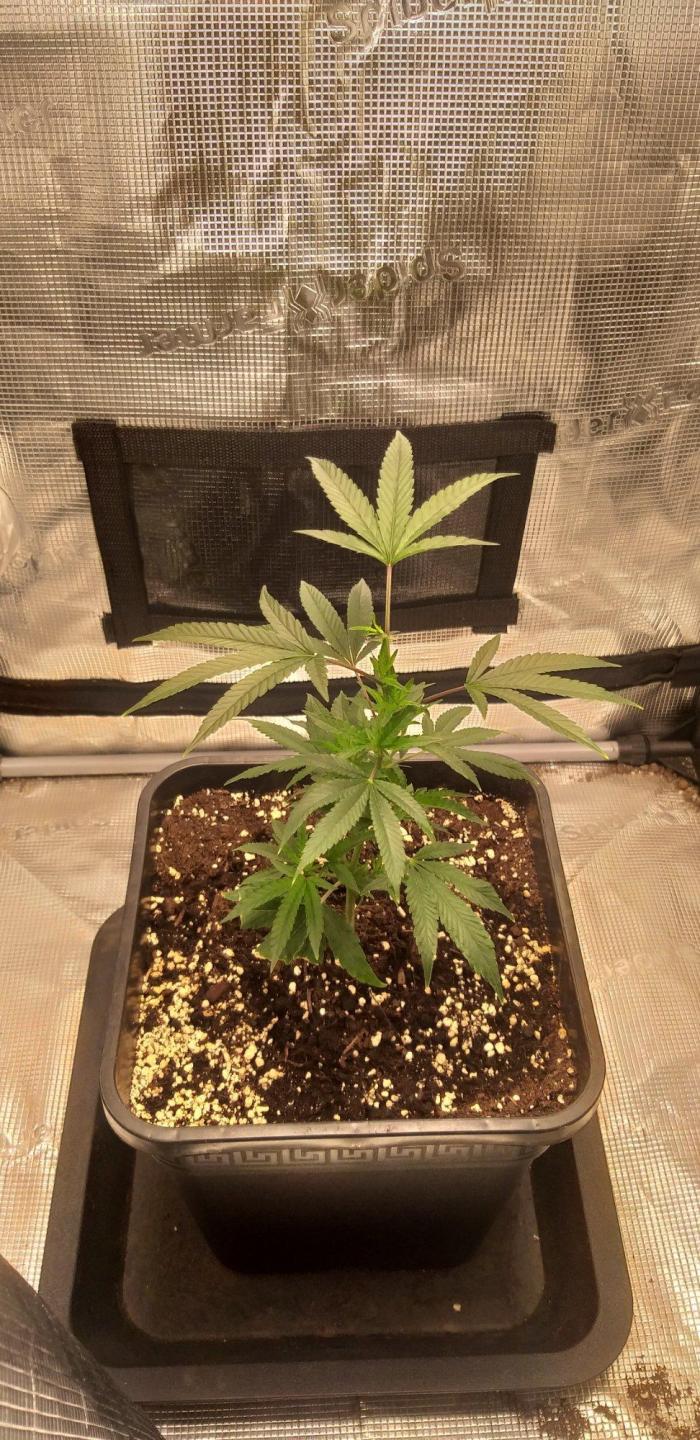 Plant photo
