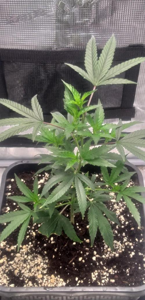MXOP (Cutting). Week 5