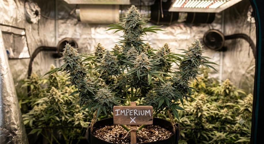 IMPERIUM X. Week 1