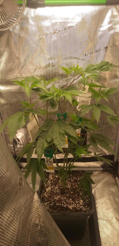 Strawberry Gorilla Auto RF3 14 L. Week 11