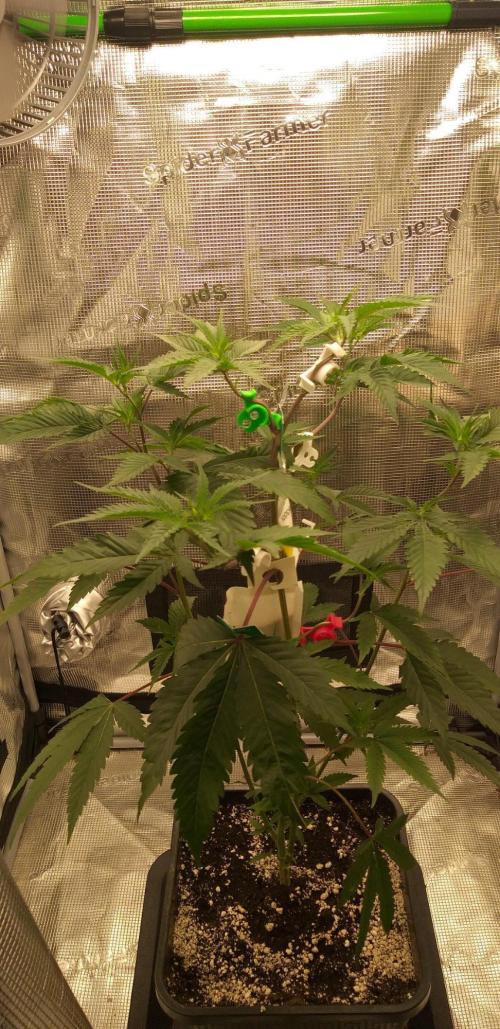 Strawberry Gorilla Auto RF3 14 L. Week 14