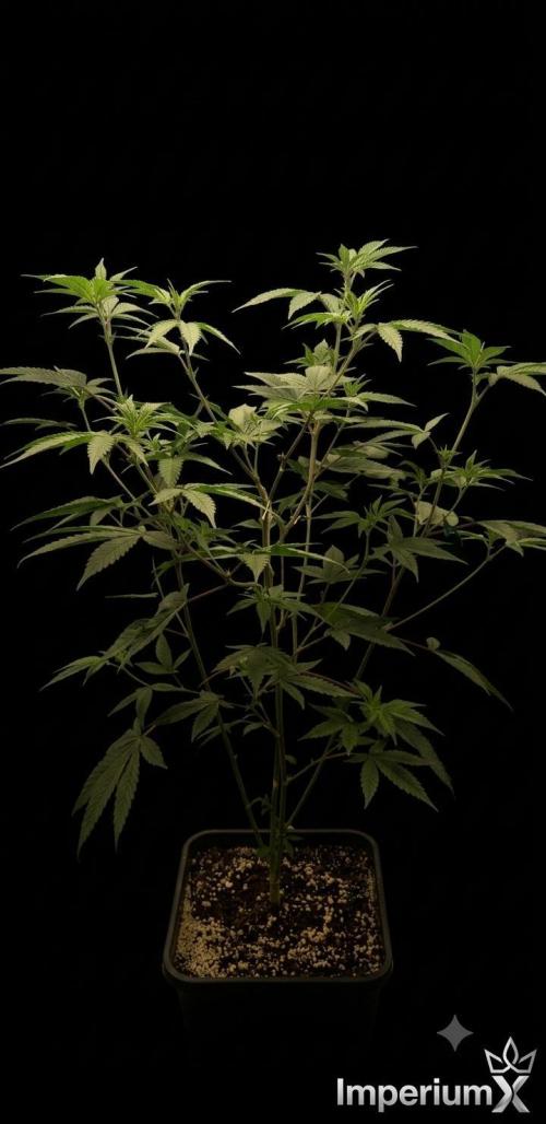Strawberry IMPERIUM X. Week 15