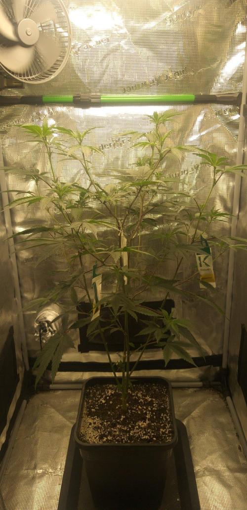 Strawberry IMPERIUM X. Week 15
