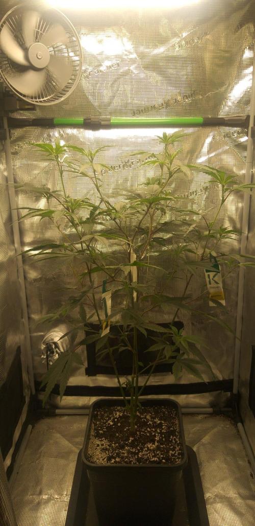 Strawberry IMPERIUM X. Week 15