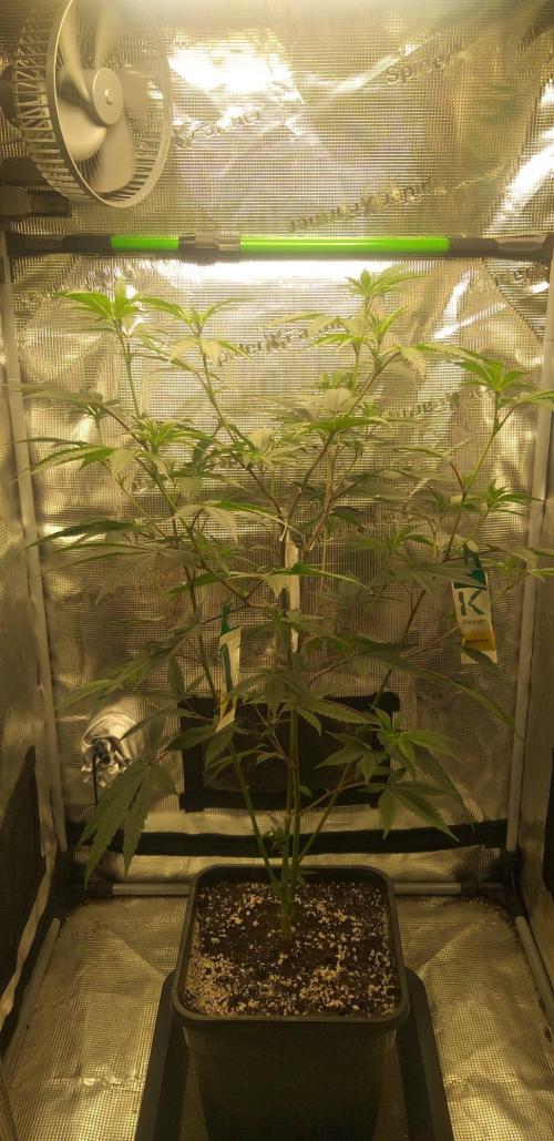 Strawberry IMPERIUM X. Week 15