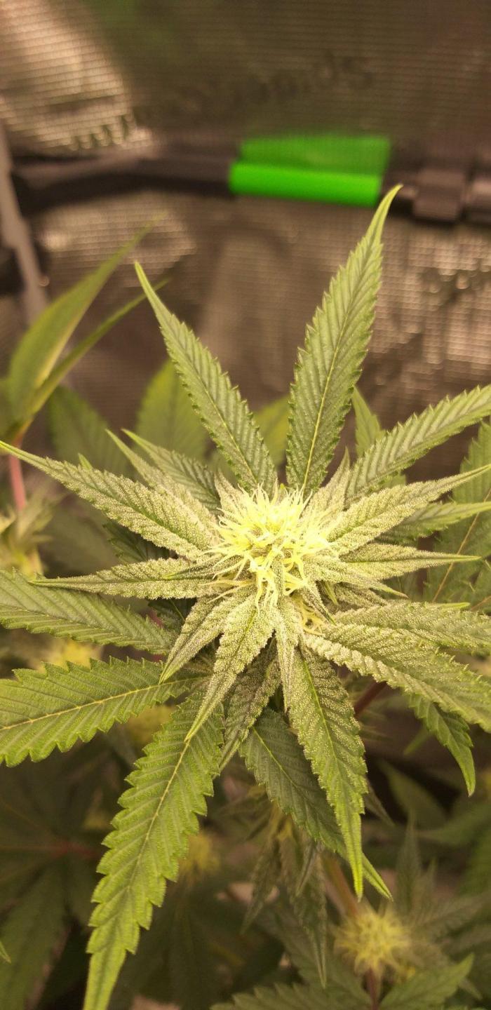 Strawberry IMPERIUM X. Week 17 - Fl wo 2 