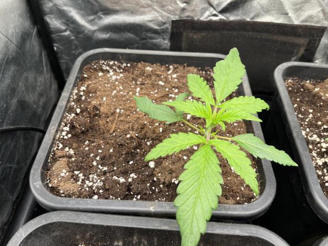 Strawberry Gorilla. Week 1 - Week 1