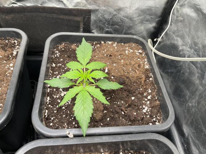 Strawberry Gorilla. Week 1 - Week 1