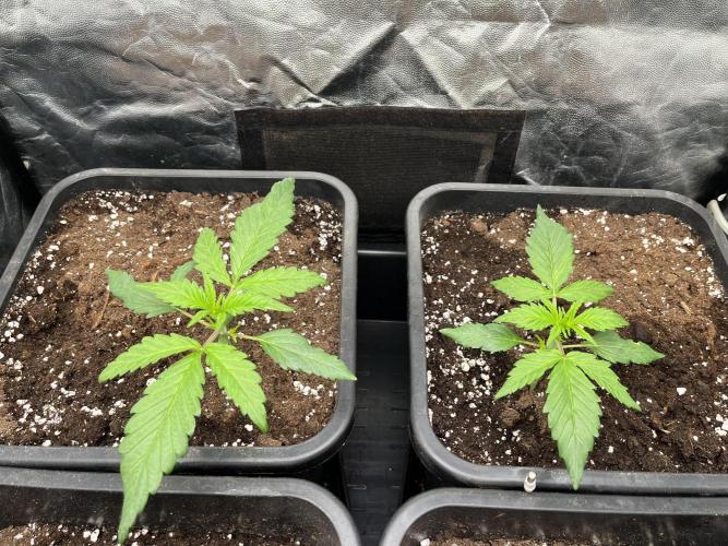 Strawberry Gorilla. Week 1 - Week 1