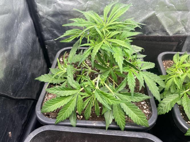 Strawberry Gorilla. Week 3 - Week 3