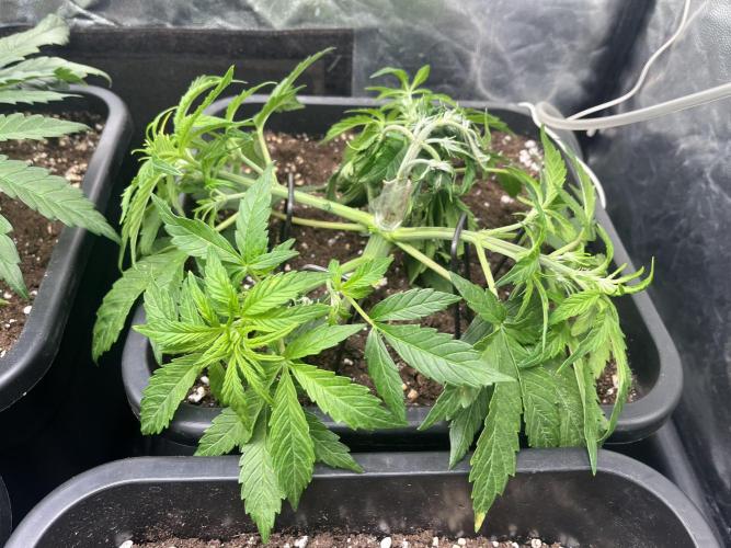 Strawberry Gorilla. Week 3 - Week 3