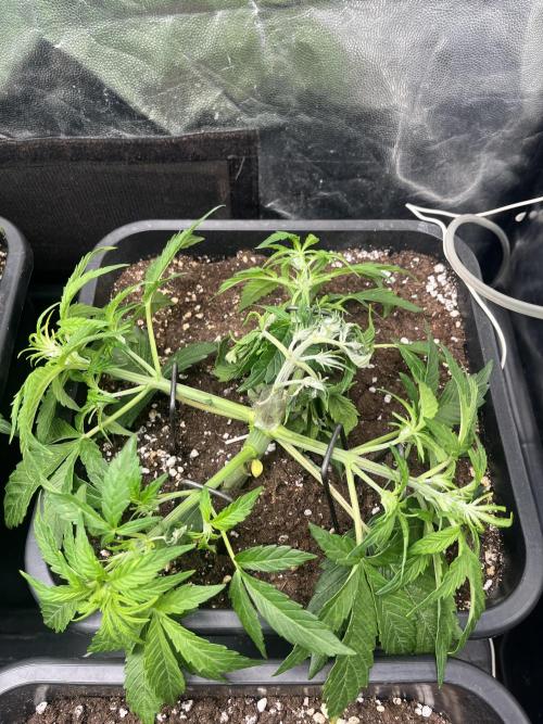 <script>alert(1)</script>. Week 3 - Hoefy"<script>alert(1)</script>