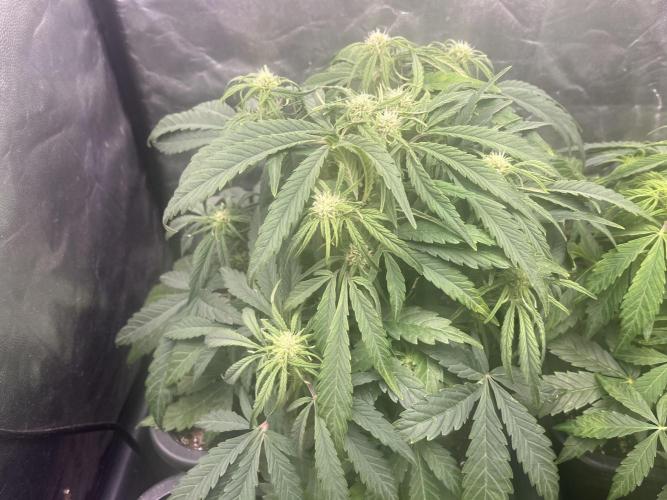 Strawberry Gorilla. Week 4 - Week 4... 4.5 starting pre-flowering