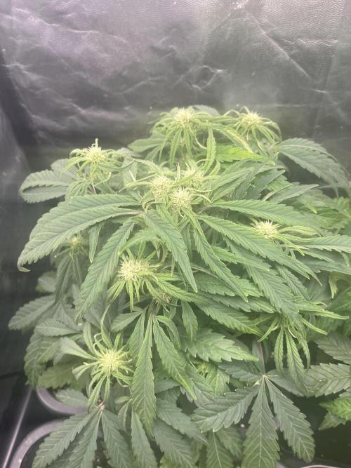 Strawberry Gorilla. Week 4 - Week 4... 4.5 starting pre-flowering