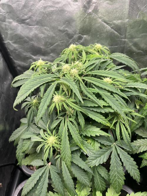 Strawberry Gorilla. Week 4 - Week 4... 4.5 starting pre-flowering