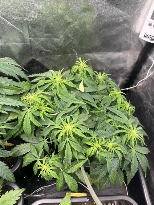 Strawberry Gorilla. Week 4 - Week 4... 4.5 starting pre-flowering