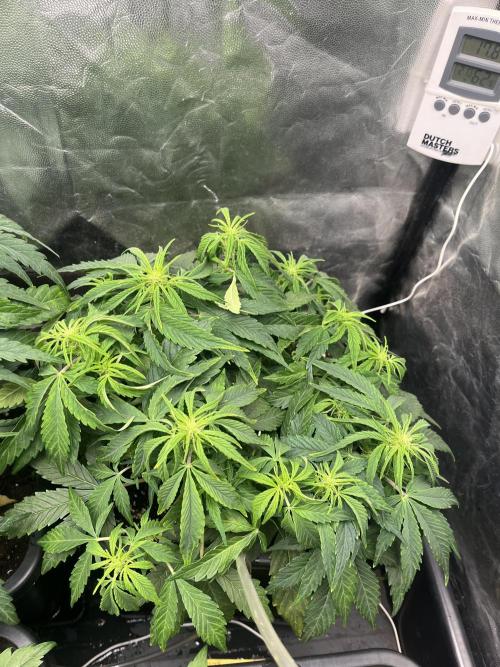 Strawberry Gorilla. Week 4 - Week 4... 4.5 starting pre-flowering