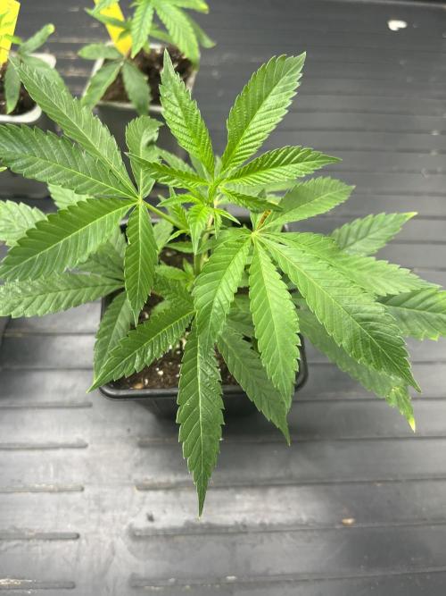 Bubblegum Gelato. Week 1 - Bubblegum Gelato