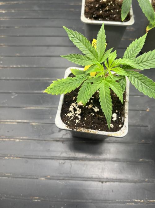 Bubblegum Gelato. Week 1 - Bubblegum Gelato