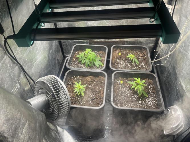 Bubblegum Gelato. Week 1 - Bubblegum Gelato